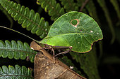 Sauterelle-feuille (Typophyllum lunatum) on a leaf, Kaw, French Guiana