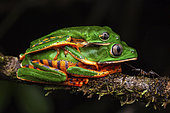 Tiger-striped leaf frog (Phyllomedusa tomopterna) amplexus, Kaw, French Guiana