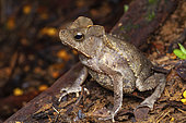 South American Common Toad (Rhinella margaritifera), Kaw, French Guiana
