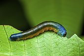 Selandriine Sawfly (Selandriinae sp) larva on a leaf, Kaw, French Guiana