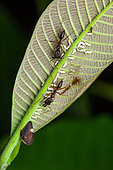 Treehopper (Membracis sp) and nymphs protected byTrap-jaw ant (Odontomachus sp) on a leaf, kaw, French Guiana