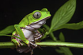 White-lined leaf frog (Phyllomedusa vaillantii) portrait, Kaw, French Guiana