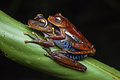 Amapa tree frog (Hypsiboas dentei) amplexus, French Guiana