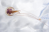 Jellyfish (Pelagia noctiluca), Marine invertebrates of the Canary Islands.