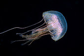 Jellyfish (Pelagia noctiluca). Marine invertebrates of the Canary Islands.