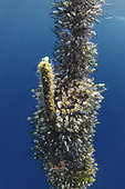 Pelagic gooseneck barnacle (Lepas anatifera). It is common to find them attached to floating objects adrift, in this case a rope. Marine invertebrates of the Canary Islands, Tenerife.