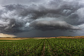 Thunderstorm near Soria in Spain. Violent thunderstorm crossing central Spain in the middle of the afternoon taken from the fields. An arcus quickly formed followed by a strong wind.