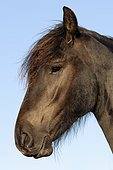 Landais Pony (Equus ferus caballus), portrait, The Netherlands, Europe