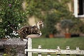 American wirehair jumping a fence