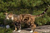 American wirehair, adult on a low wall