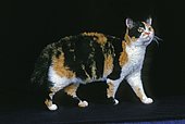 American Wirehair, adult on black background
