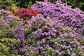 Rhododendron Park Bad Sassendorf, rhododendrons and azaleas in bloom, North Rhine-Westphalia, Germany, Europe