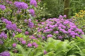 Rhododendron Park Bad Sassendorf, rhododendrons and azaleas in bloom, ostrich fern (Matteuccia struthiopteris), funnel fern, North Rhine-Westphalia, Germany, Europe