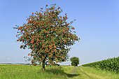 European rowan (Sorbus aucuparia), tree on a field path, branches with fruits, blue sky, North Rhine-Westphalia, Germany, Europe