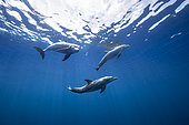 Indian Ocean bottlenose dolphins (Tursiops aduncus) swimming trio in the blue waters of Mayotte.