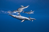 Indian Ocean bottlenose dolphins (Tursiops aduncus) swimming in the very calm waters of the Iris Bank, Mayotte