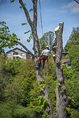 Woodcutter felling a lime tree in spring, Moselle, France