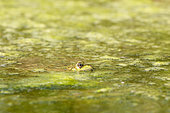 Lowland frog (Pelophylax ridibundus) in a pond, Alsace, France