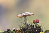 Fly Agaric (Amanita muscaria), Alsace, France