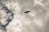 Griffon Vulture (Gyps fulvus) in flight, Gorges de la Jonte, Lozere, France
