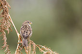 House sparrows (Passer domesticus) on a fern, Alsace, France