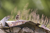 Young Black Redstart (Phoenicurus ochruros) on a piece of rusty metal, Alsace, France