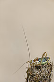 Saddle-backed Bush-cricket (Ephippiger ephippiger) on Wild Carrot (Daucus carota), Causse de Mende, Lozere, France