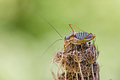Saddle-backed Bush-cricket (Ephippiger ephippiger) on Wild Carrot (Daucus carota), Causse de Mende, Lozere, France