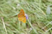 Silver-washed Fritillary (Argynnis paphia) male on a flower, Charpal lake, Lozere, France
