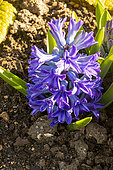 Hyacinthus orientalis 'Blue Jacket'