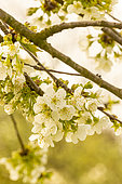 Cherry tree 'Early Rivers', flowers