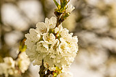 Bigarreau cherry tree 'Moreau', flowers
