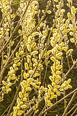 Hooker's willow (Salix hookeriana) catkin