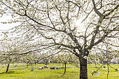 Plum tree 'Reine Claude d'Oullins' in bloom