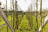 Conservatory orchard of the Ecole du Breuil, Bois de Vincennes, Paris, France