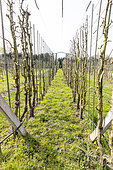 Conservatory orchard of the Ecole du Breuil, Bois de Vincennes, Paris, France