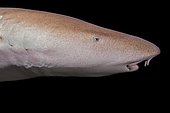 Portrait of Tawny nurse shark (Nebrius ferrugineus) in the night, Indian Ocean, Maldives, Asia