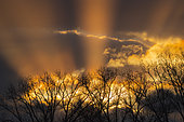 Sunbeams behind trees at sunset, Springtime, Hesse, Germany, Europe