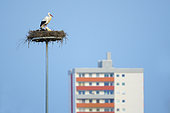 White storks (Ciconia ciconia) on nest, In Background a skyscraper, Hesse, Germany, Europe