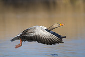 Starting Greylag Goose (Anser anser), Hesse, Germany, Europe