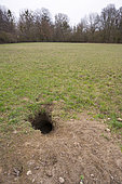 Badger burrow on meadow, Springtime, Hesse, Germany, Europe