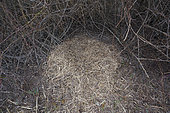 Nest with dry grass from wild boar (Sus scrofa) in a hedge, Springtime, Germany, Europe