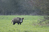 Wild boar (Sus scrofa) female on meadow, Springtime, Germany