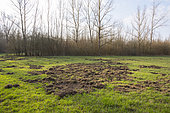 Game damage from wild boars on meadow, Springtime, Germany, Europe