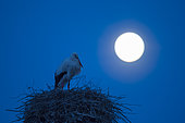 White stork (Ciconia ciconia) on nest at full moon, Hesse, Germany