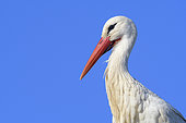White stork (Ciconia ciconia), Hesse, Germany, Europe