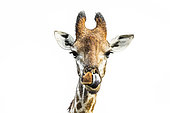 Giraffe (Giraffa camelopardalis) portrait front view isolated in white background in Kruger National park, South Africa