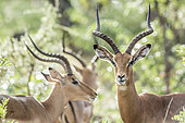 Common Impala (Aepyceros melampus) horned male with backlit natural background in Kruger National park, South Africa