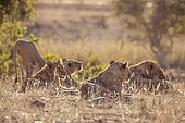Pride of African lions (Panthera leo) waking up in Kruger National park, South Africa