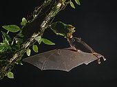 Pallas's long-tongued bat (Glossophaga soricina), approaching a flower at night, eats Nectar, Costa Rica, Central America